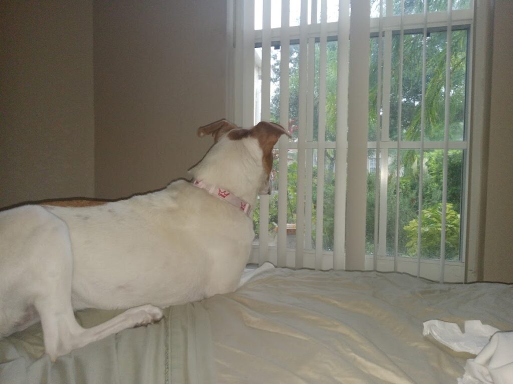 Brooklyn the Greyhound Mutt